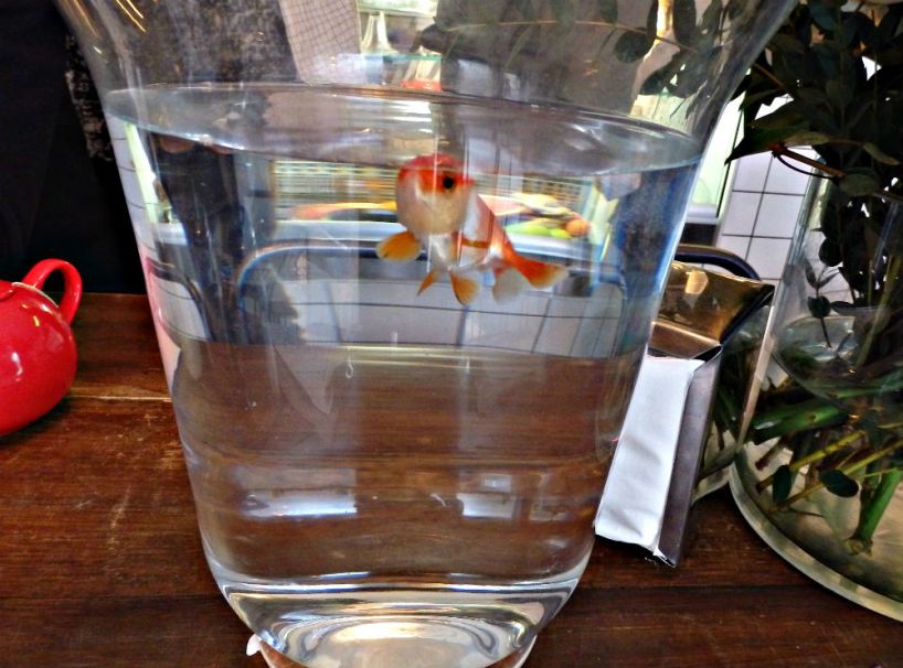 cafe-pimpin_paris_goldfish